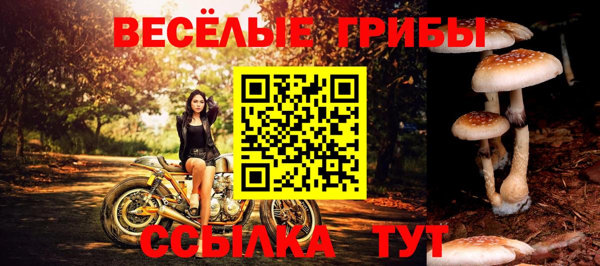 Клинцы  где можно купить   Вход с VPN  Галлюциногенные грибы Psilocybine cubensis 